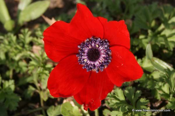 Reserve de Paysages Bibliques en Israel